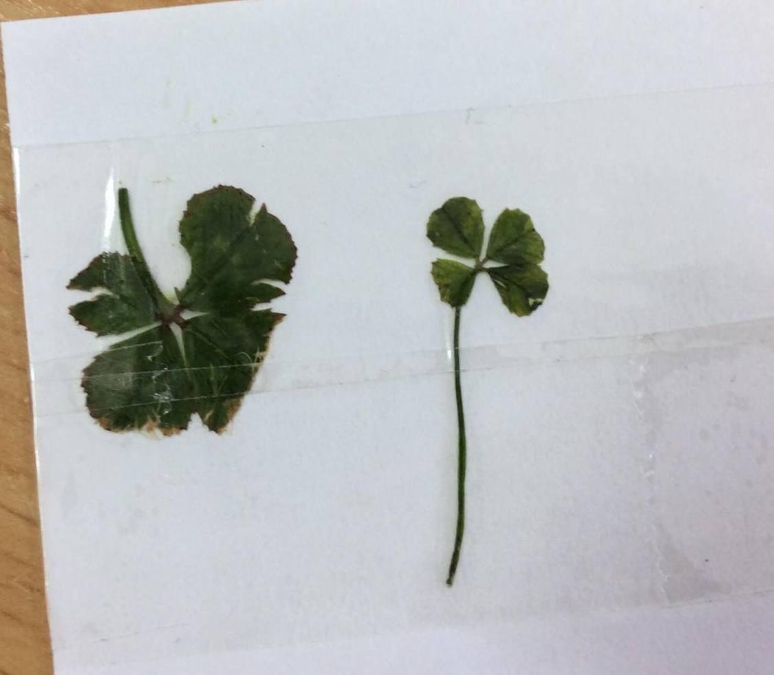 Příroda u třeťáčků 30. 5. - 55