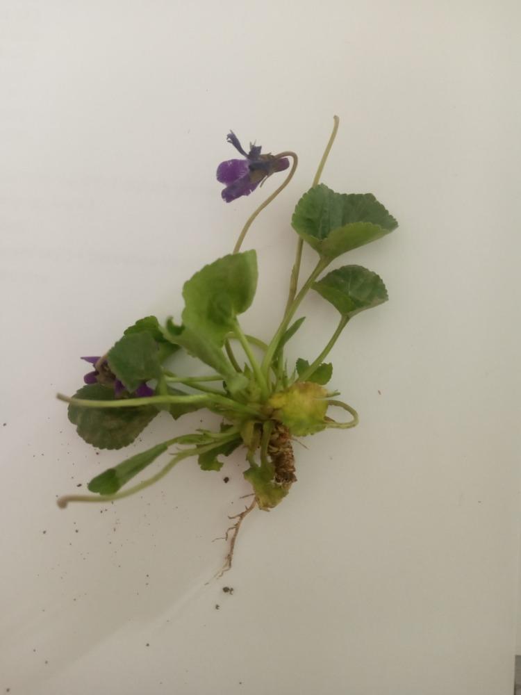 Botanika v 7. třídách - 1