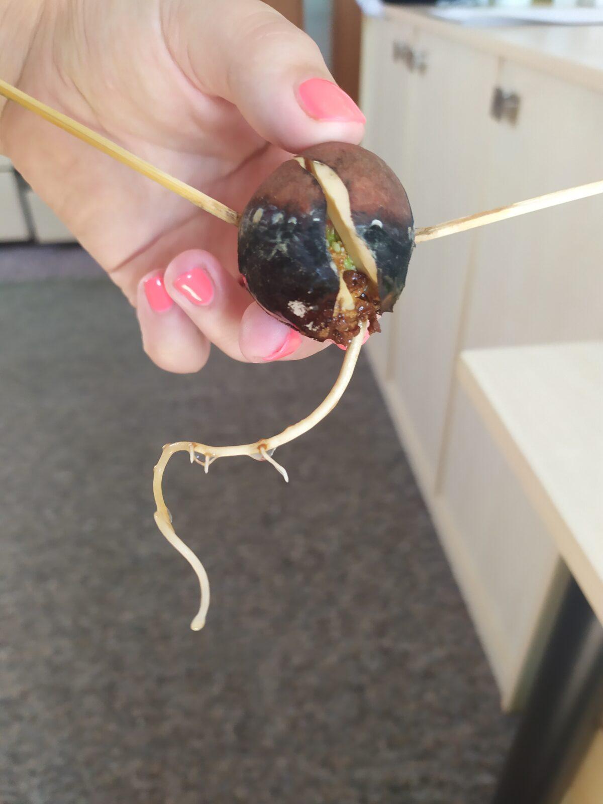 Botanika v 7. třídách - 2