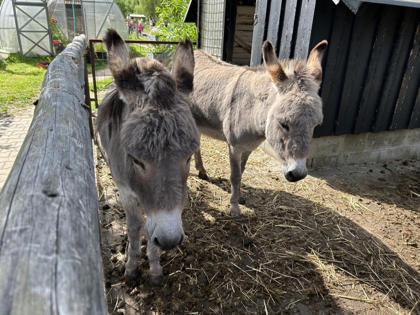 VÝLET NA BABIČČIN STATEK - 24