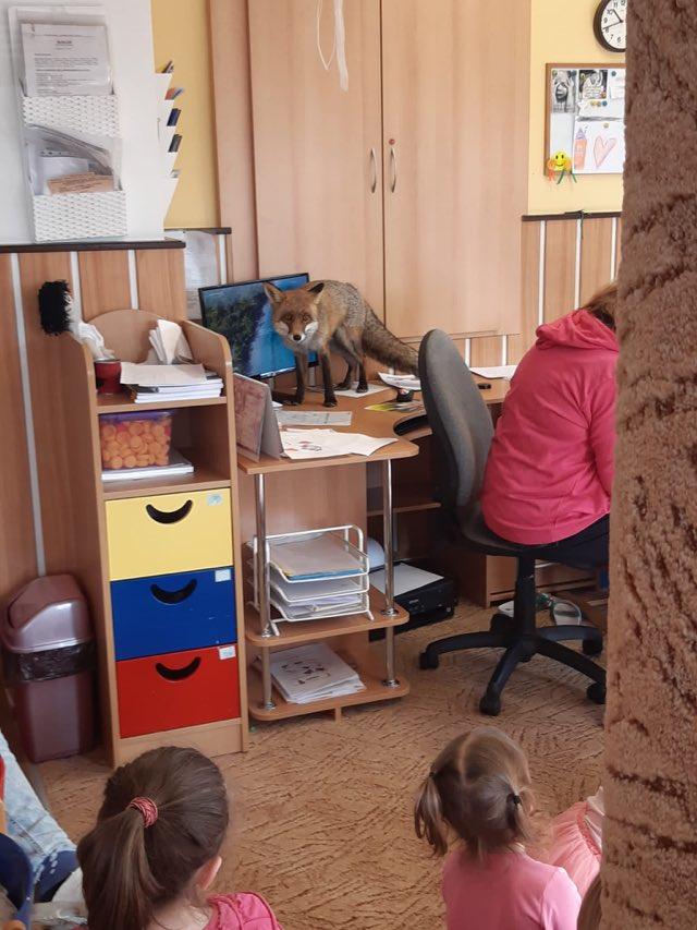 Tvoříme krmítka a LIŠKA - 19