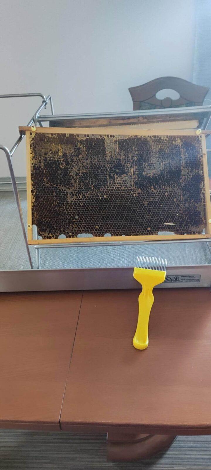 Návštěva prvňáků u včelaře - 1