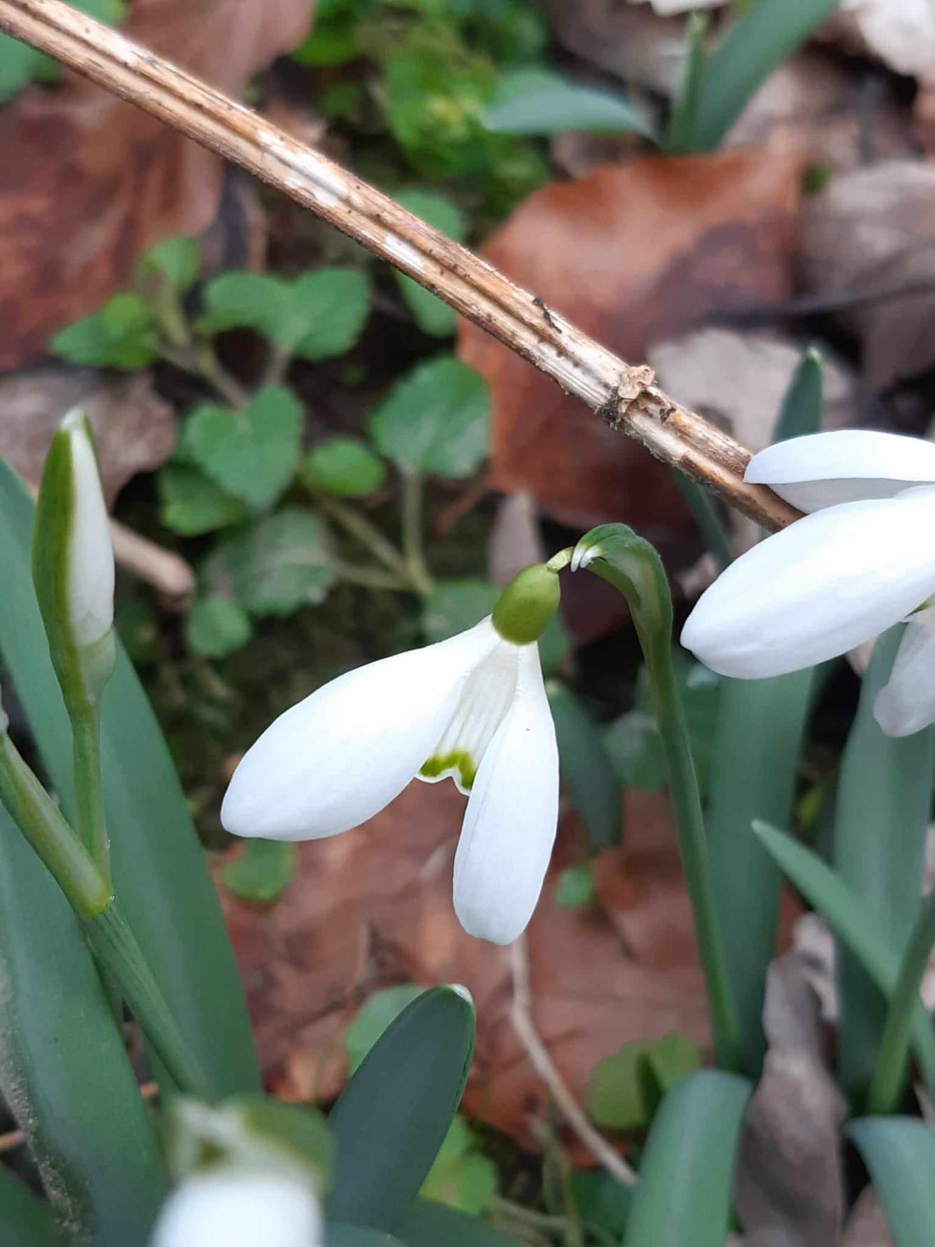 Předjaří ve 2. oddělení - 29