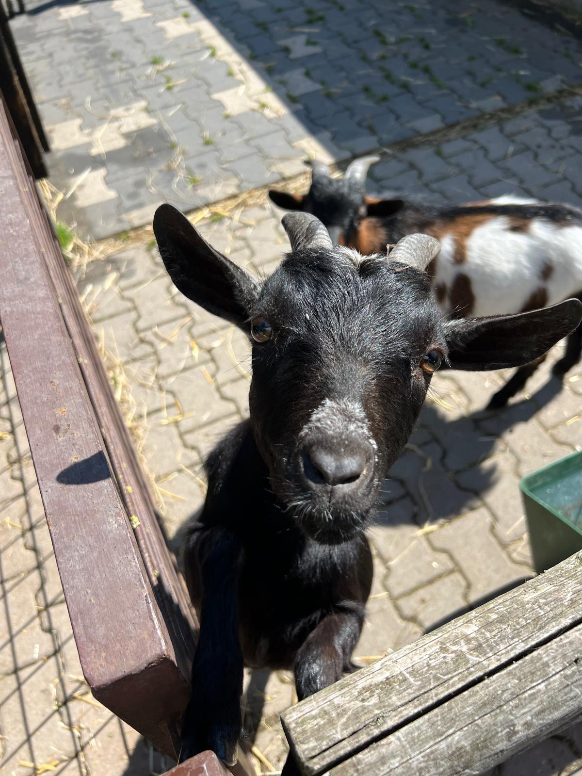 VÝLET NA BABIČČIN STATEK - 55