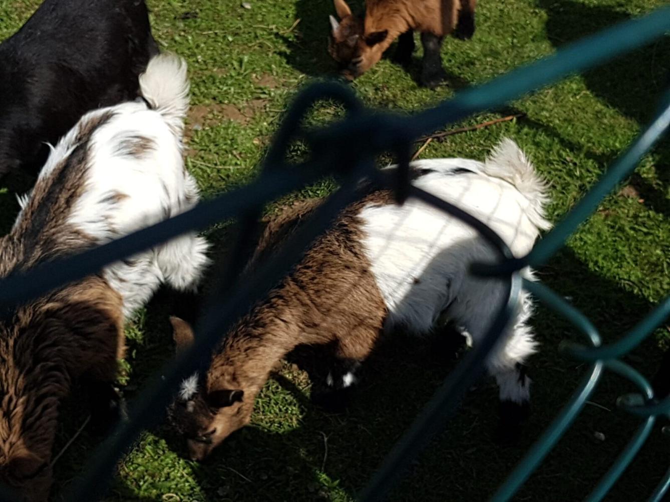 SOVIČKY: ,,VELIKONOČNÍ SVÁTKY" - 26