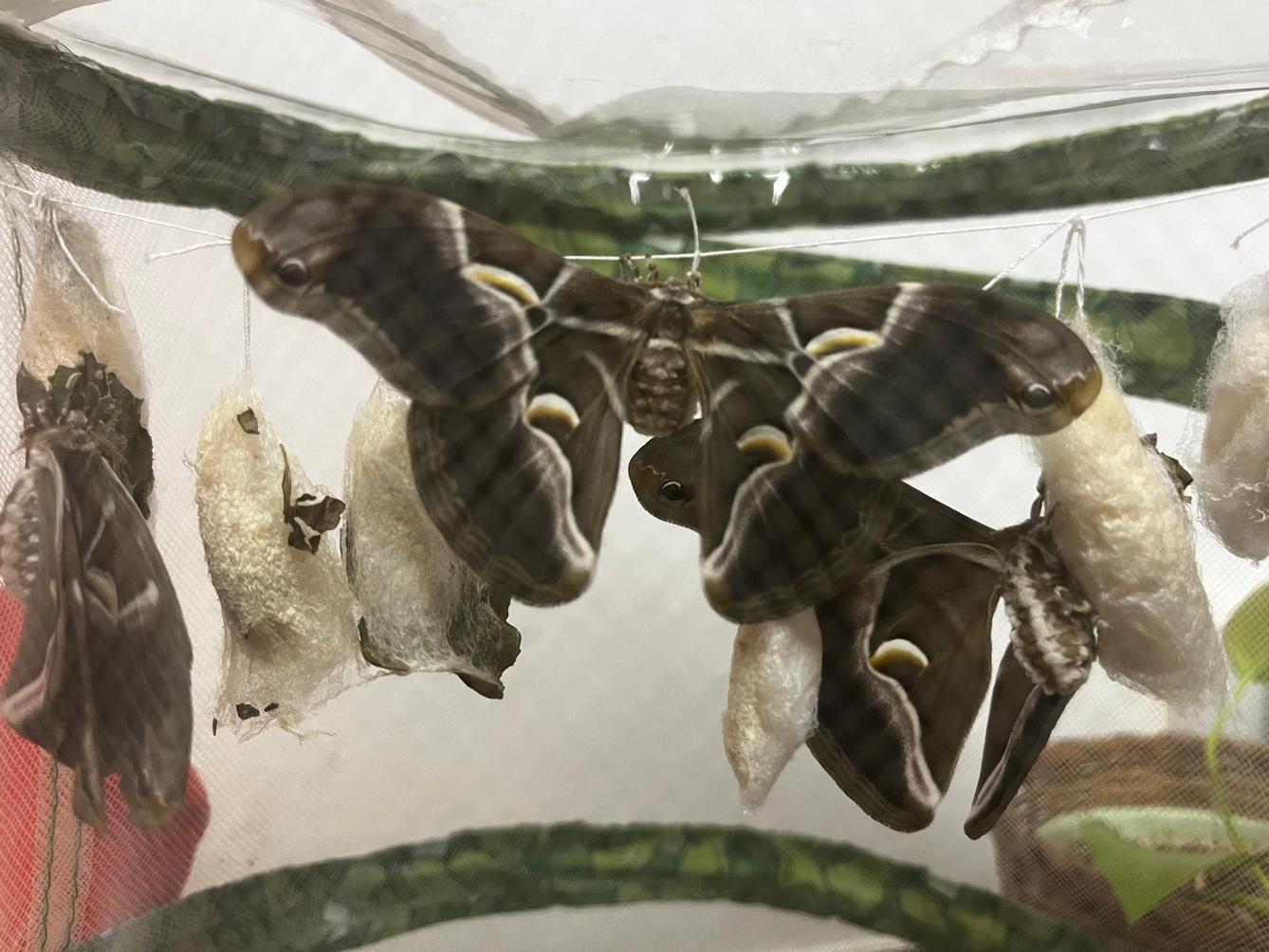 líhnutí motýlů ve školce - 7