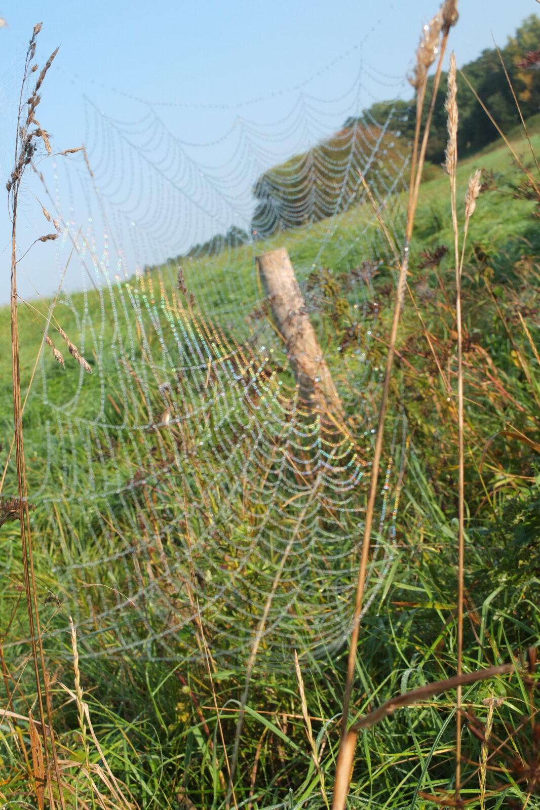 Kaštanka - HLEDÁNÍ ČLOVÍČKŮ - 3