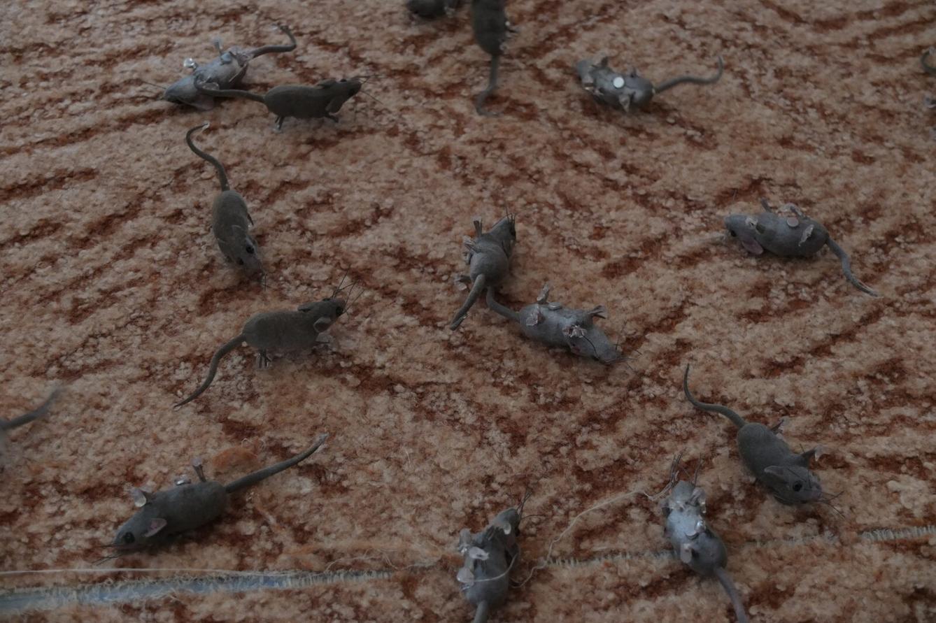 Program p. Adamcové - PTÁCI - 39