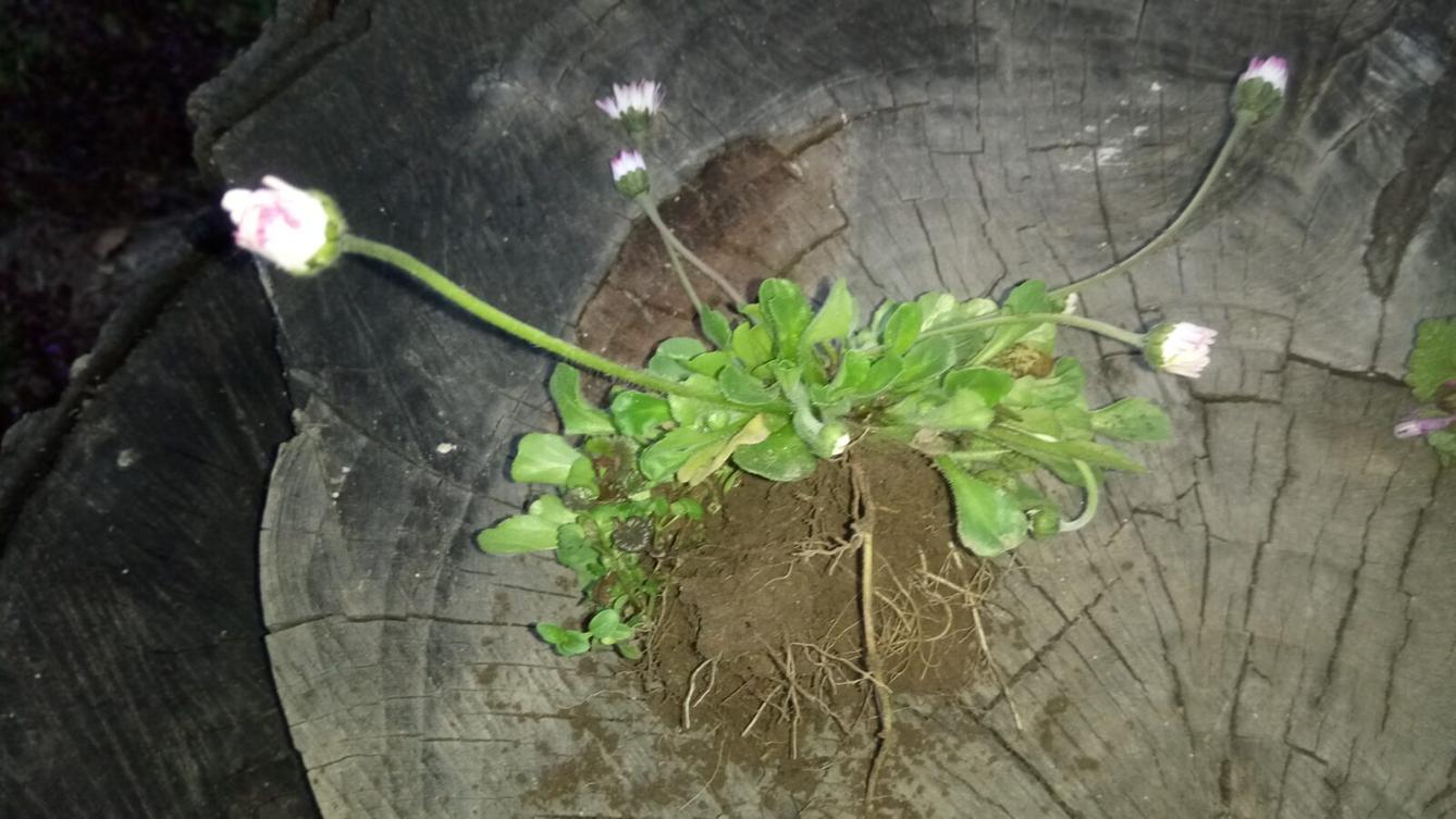 Botanika v 7. třídách - 5