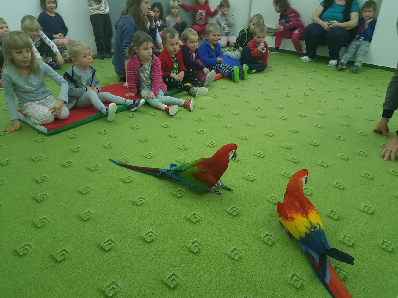 Papoušci v MŠ - 5
