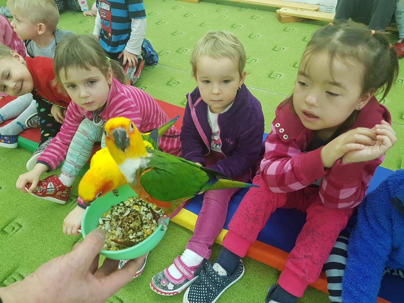 Papoušci v MŠ - 11