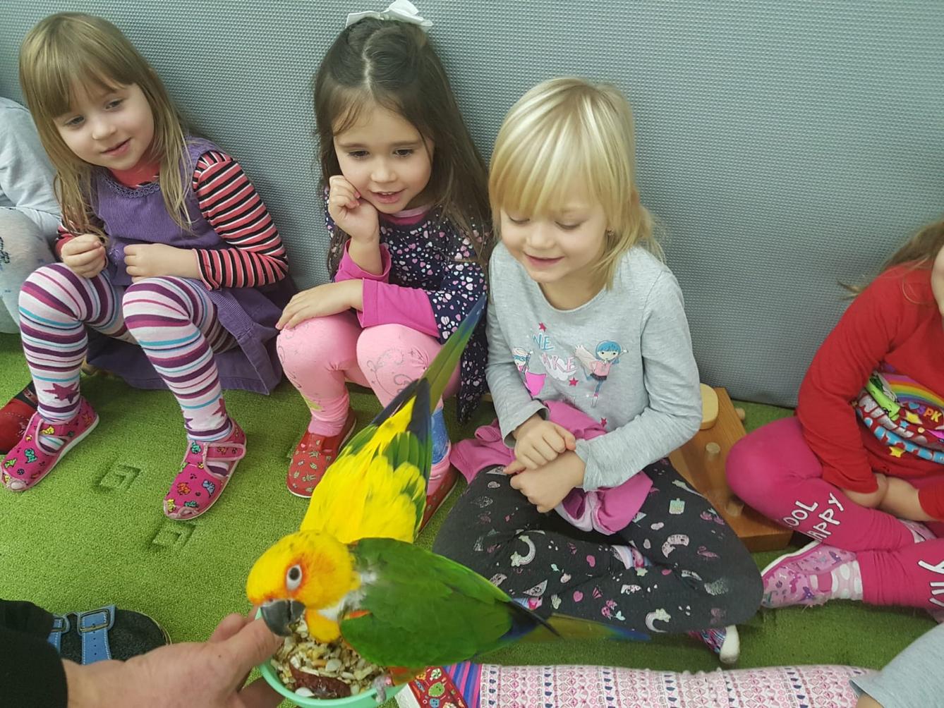 Papoušci v MŠ - 15