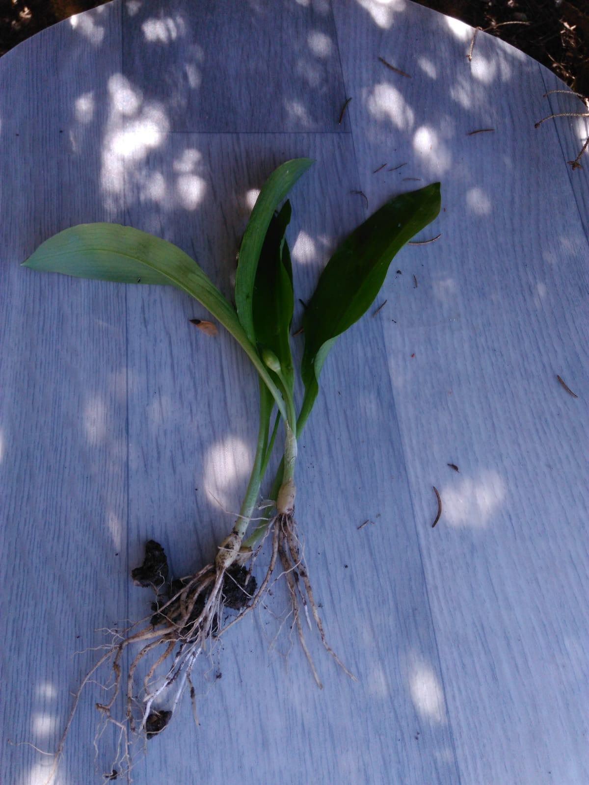 Botanika v 7. třídách - 7