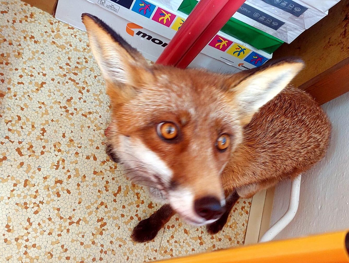 31. 5., Liška u prvňáčků - 30