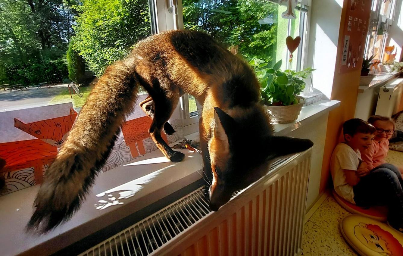 31. 5., Liška u prvňáčků - 31