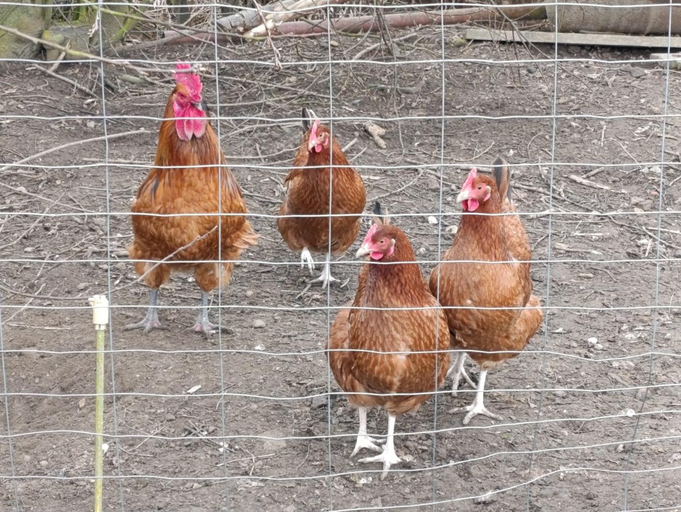 Broučci - Máme rádi zvířátka - 8