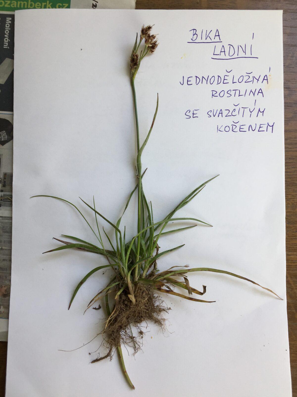 Botanika v 7. třídách - 9