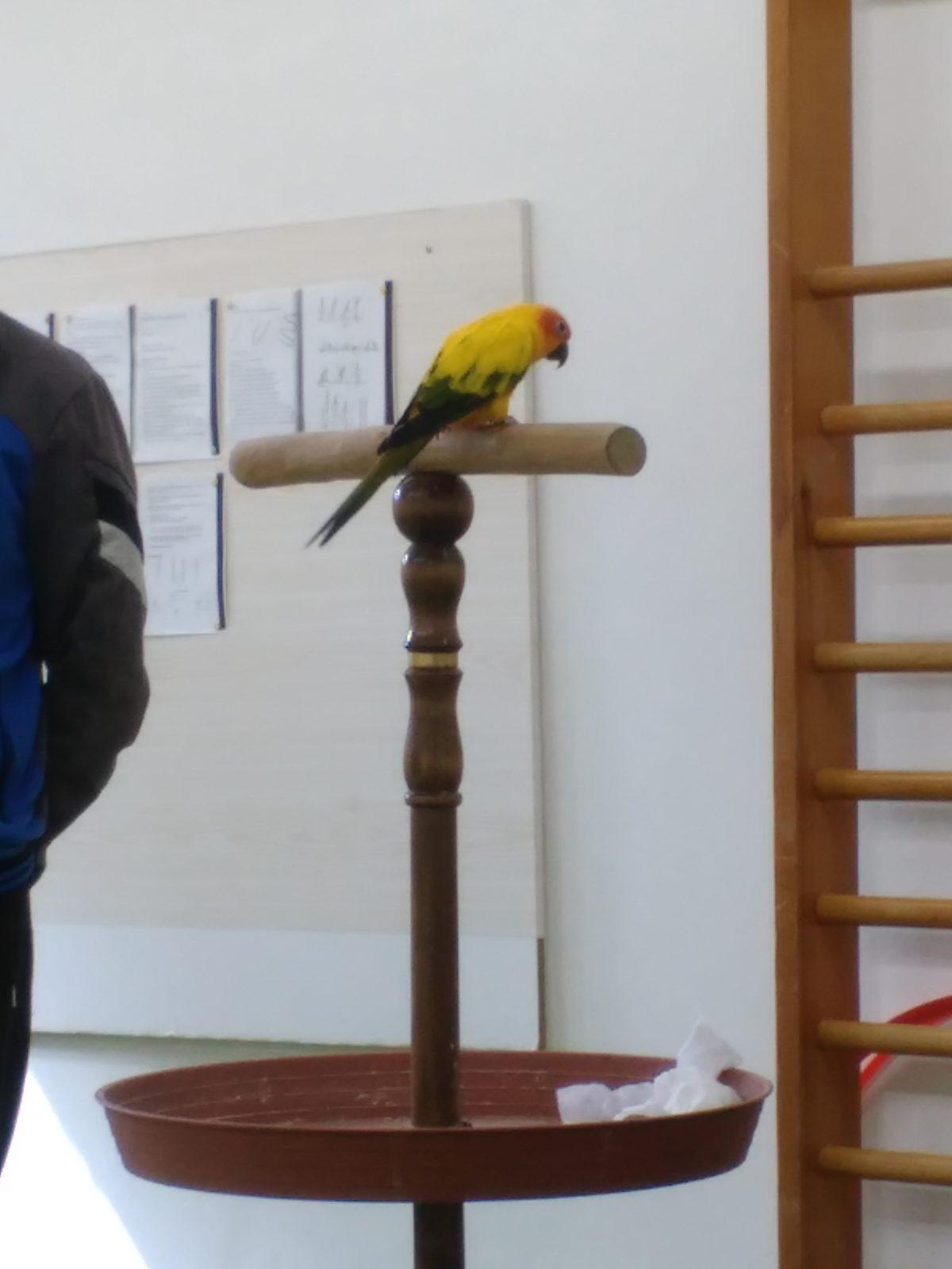 Papoušci ve školce - 6