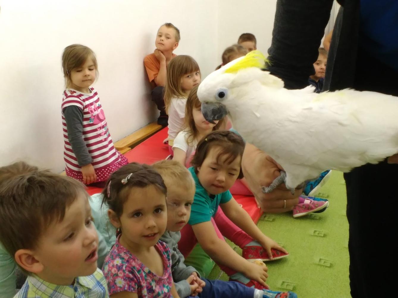Papoušci ve školce - 18