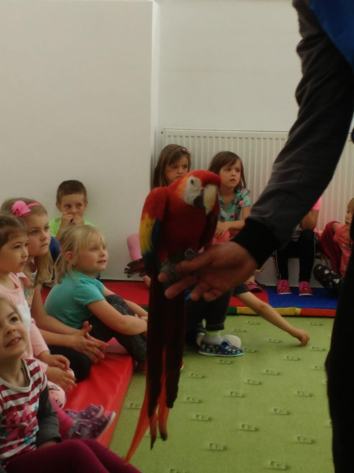 Papoušci ve školce - 27