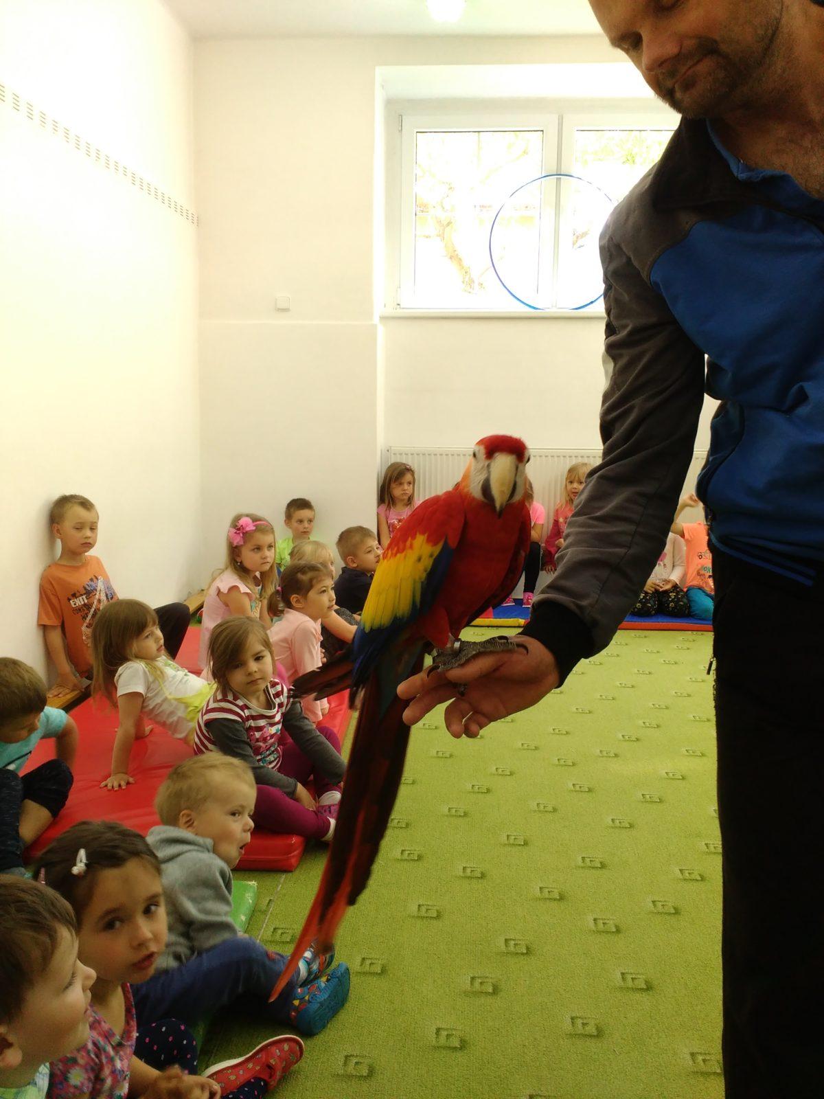 Papoušci ve školce - 28