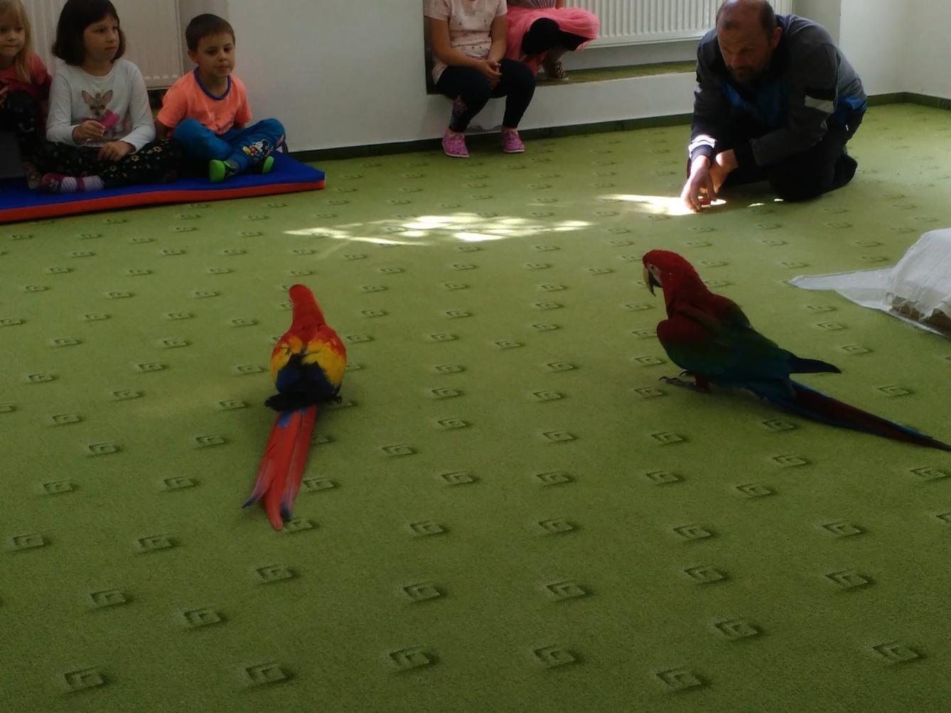 Papoušci ve školce - 33
