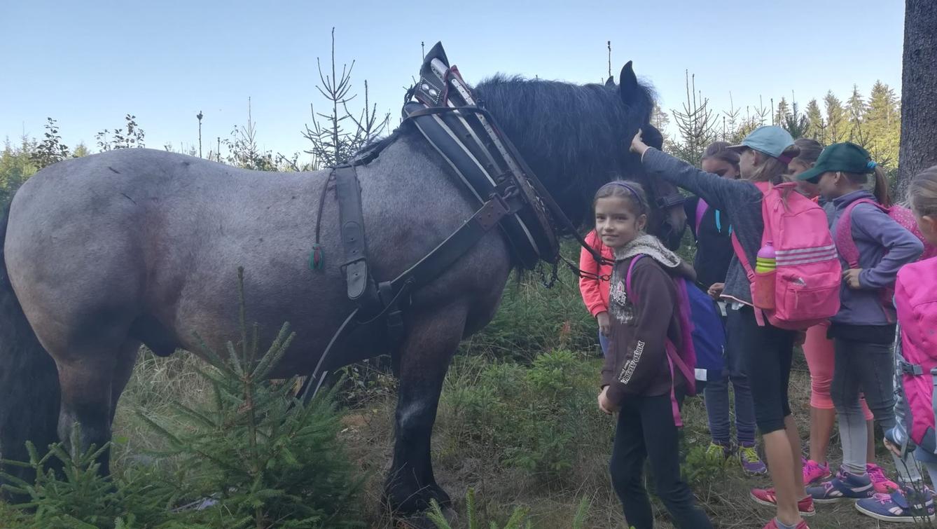 Do lesa s lesníkem - 31