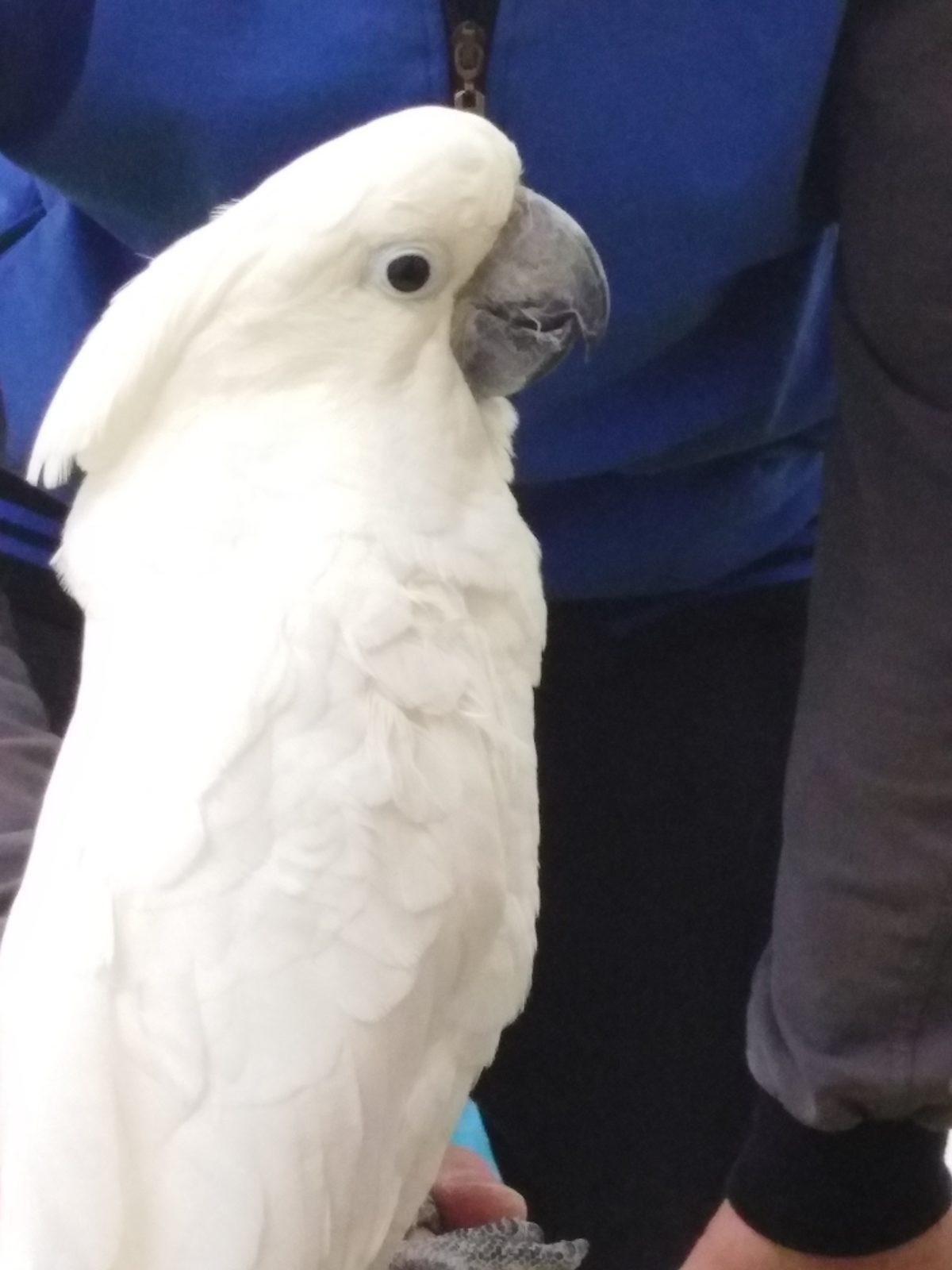 Papoušci v MŠ - 25