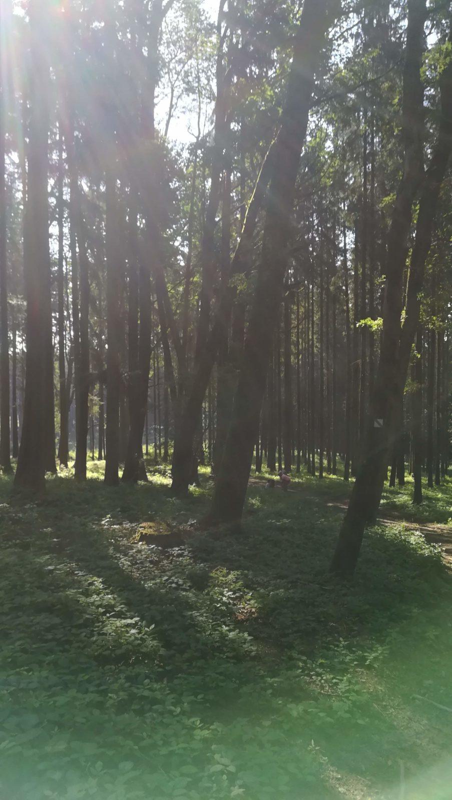 Pohádkový les - 28