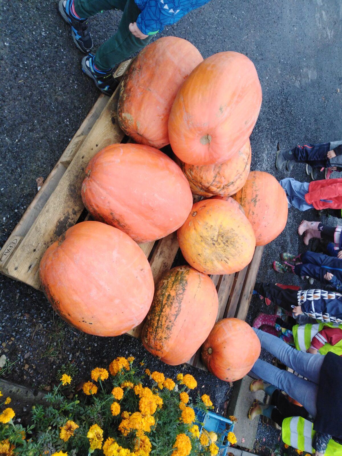 Vycházka k dýním - 1