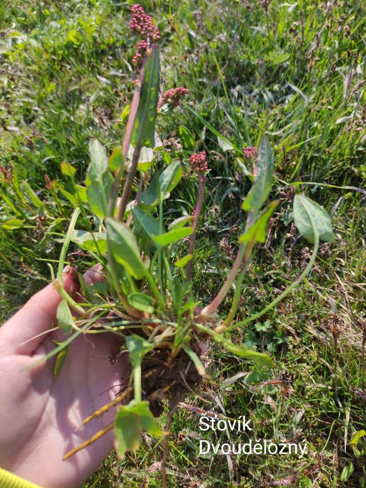 Botanika v 7. třídách - 11