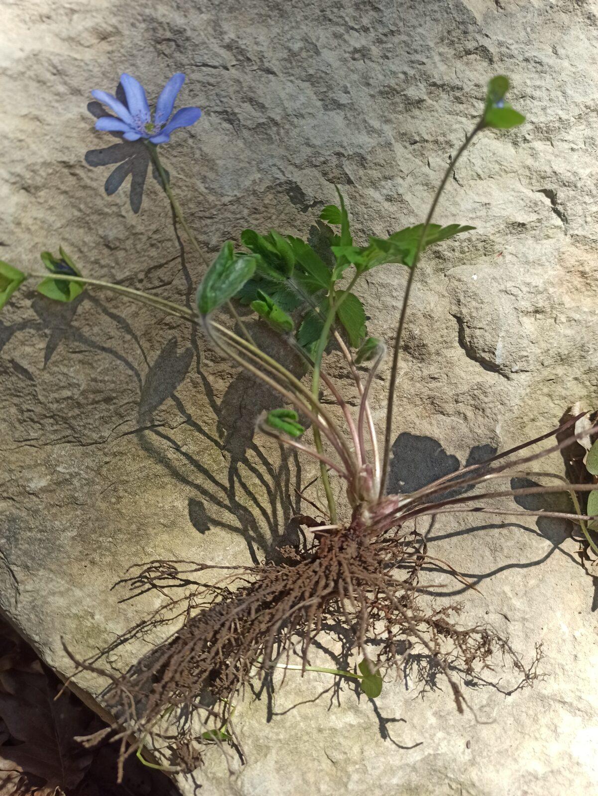 Botanika v 7. třídách - 13