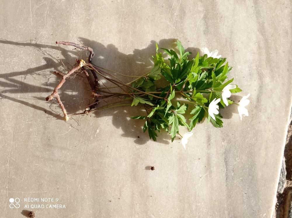 Botanika v 7. třídách - 14