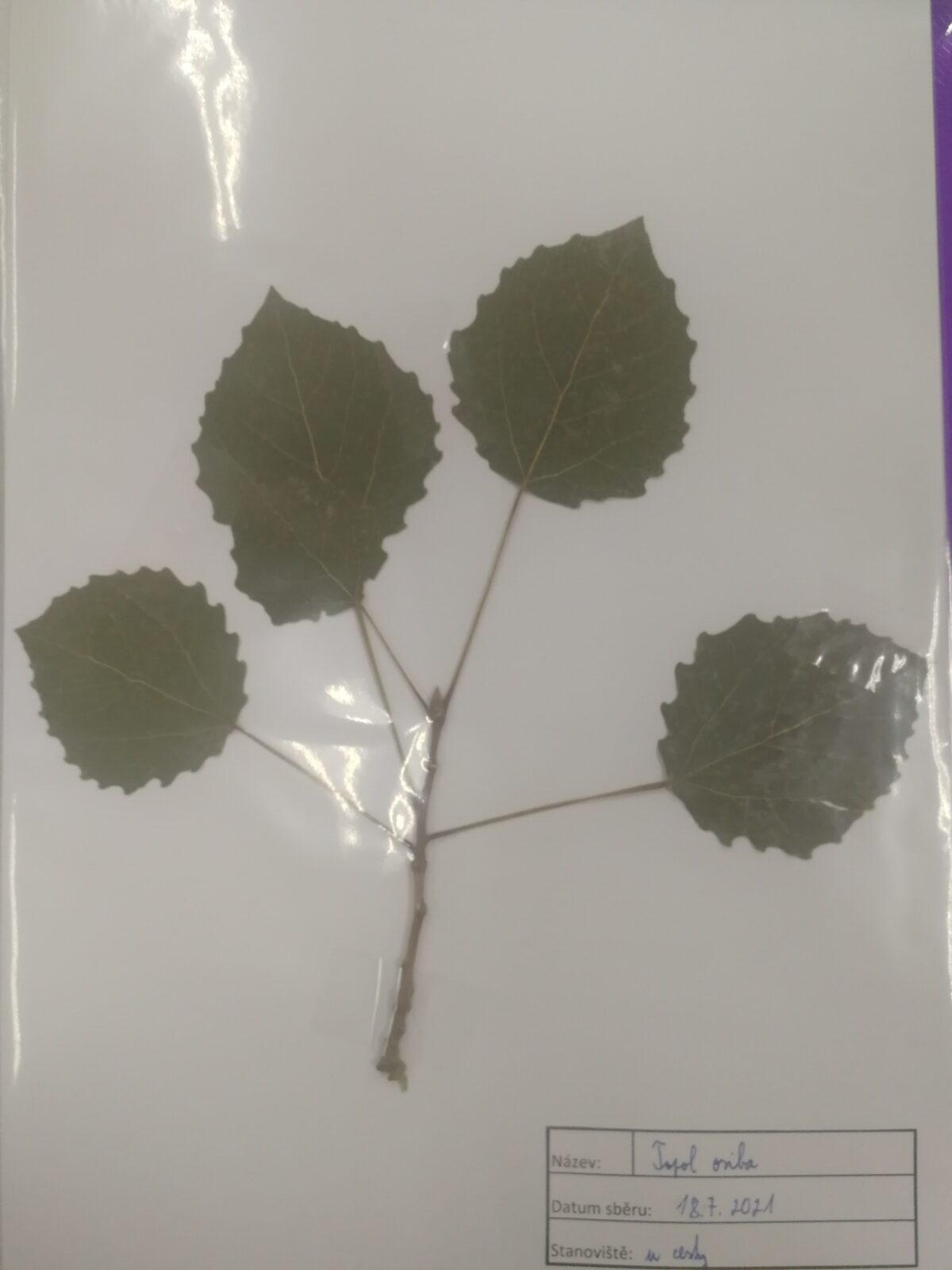 Herbáře našich osmáků - 1