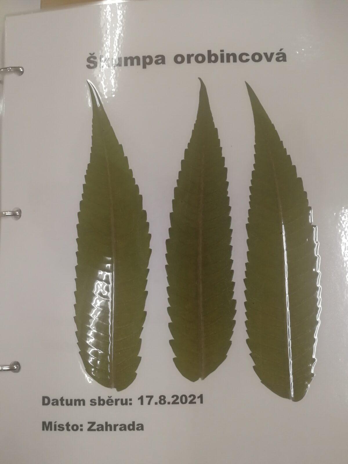 Herbáře našich osmáků - 2