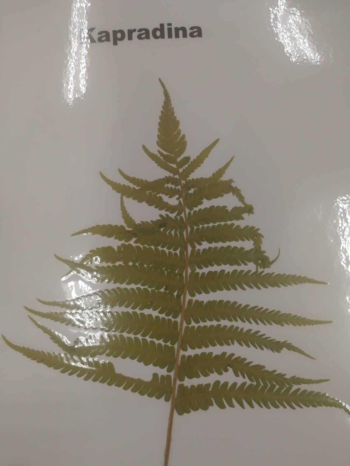 Herbáře našich osmáků - 3