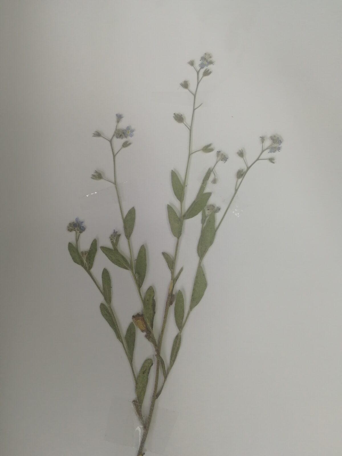 Herbáře našich osmáků - 5