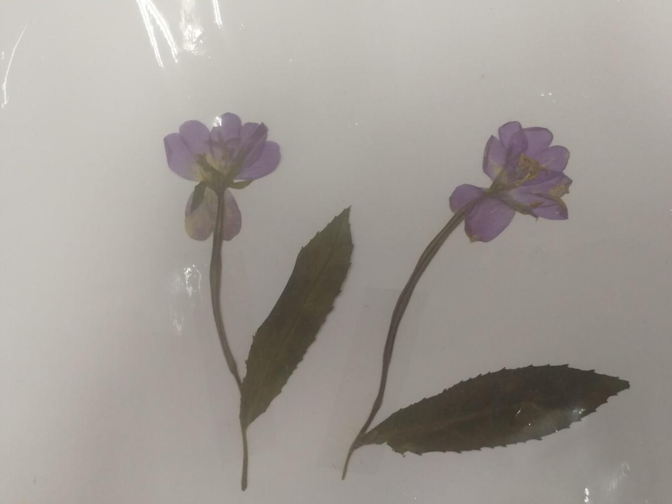 Herbáře našich osmáků - 6