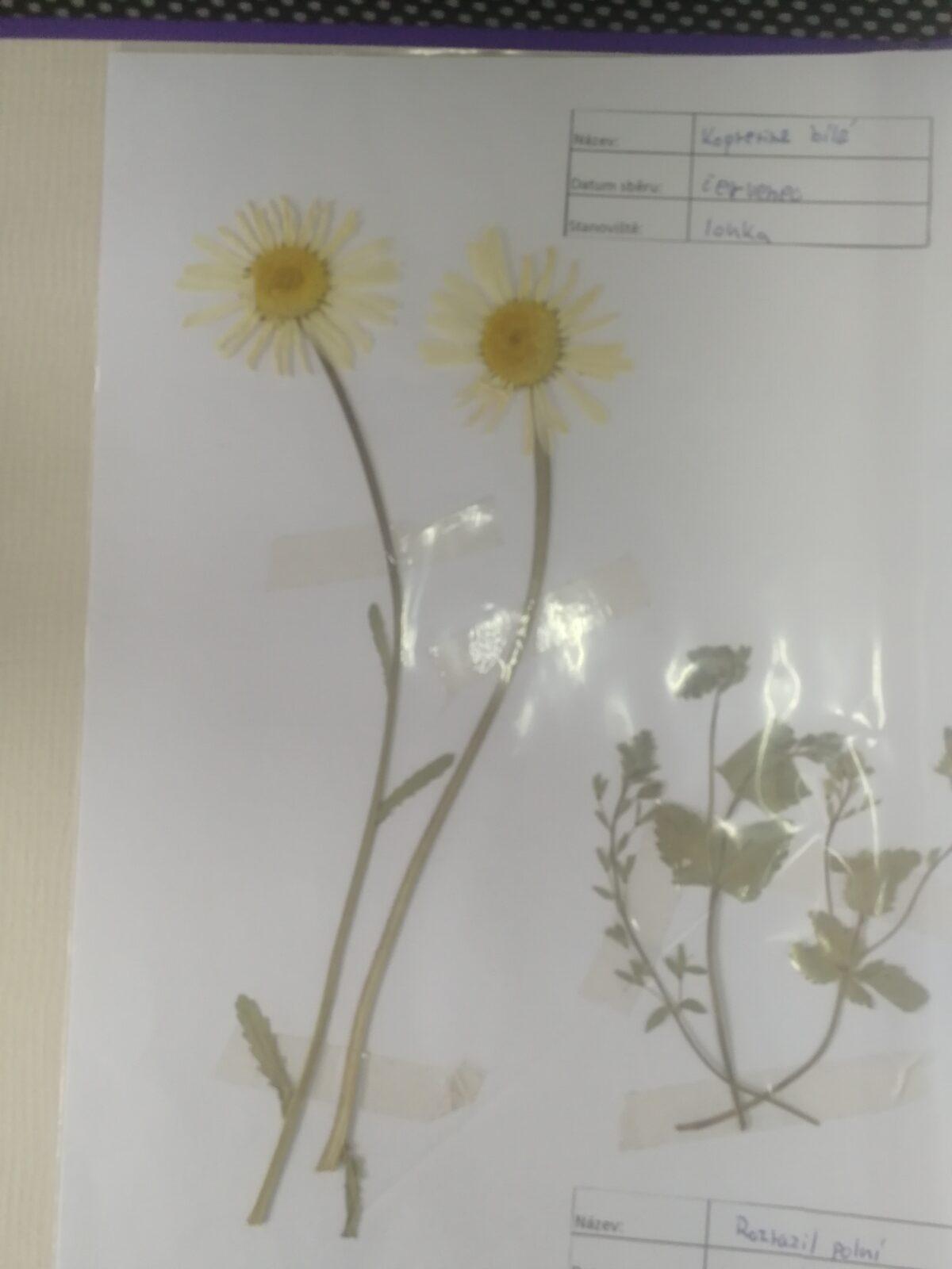 Herbáře našich osmáků - 7