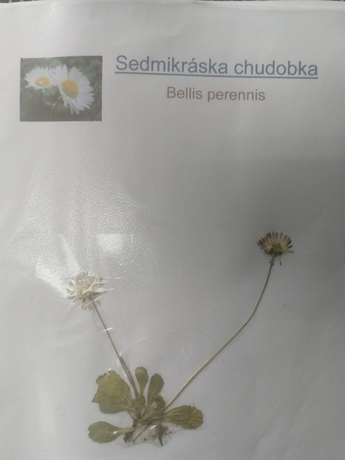 Herbáře našich osmáků - 8