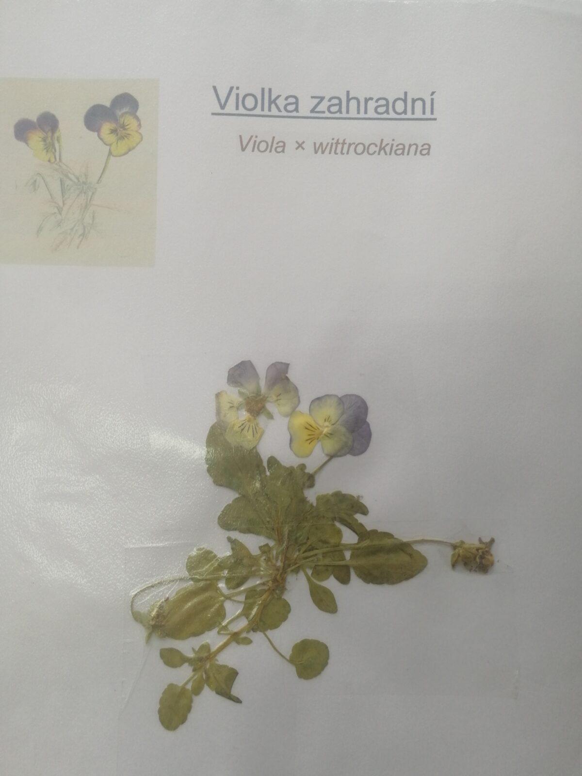 Herbáře našich osmáků - 9