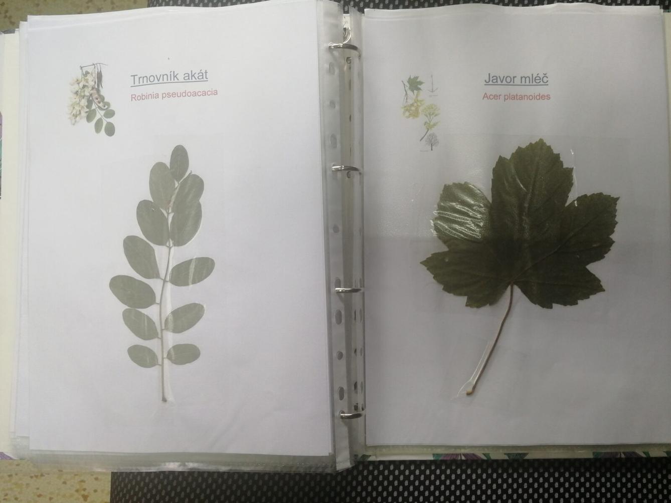 Herbáře našich osmáků - 12