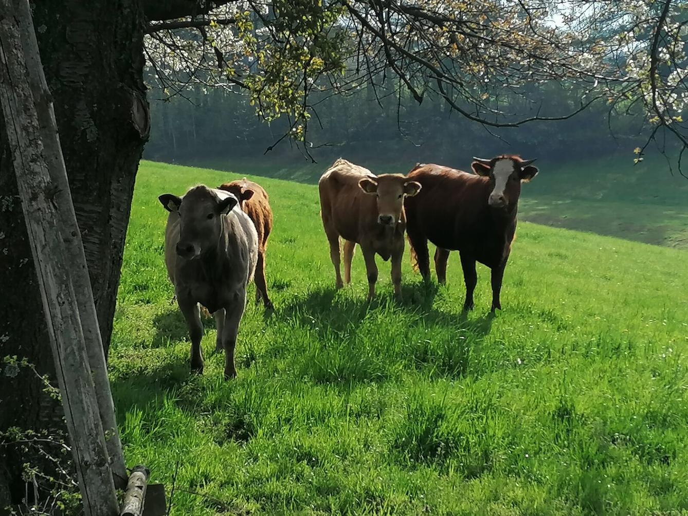 Čarodějnický týden v MŠ :-) - 82