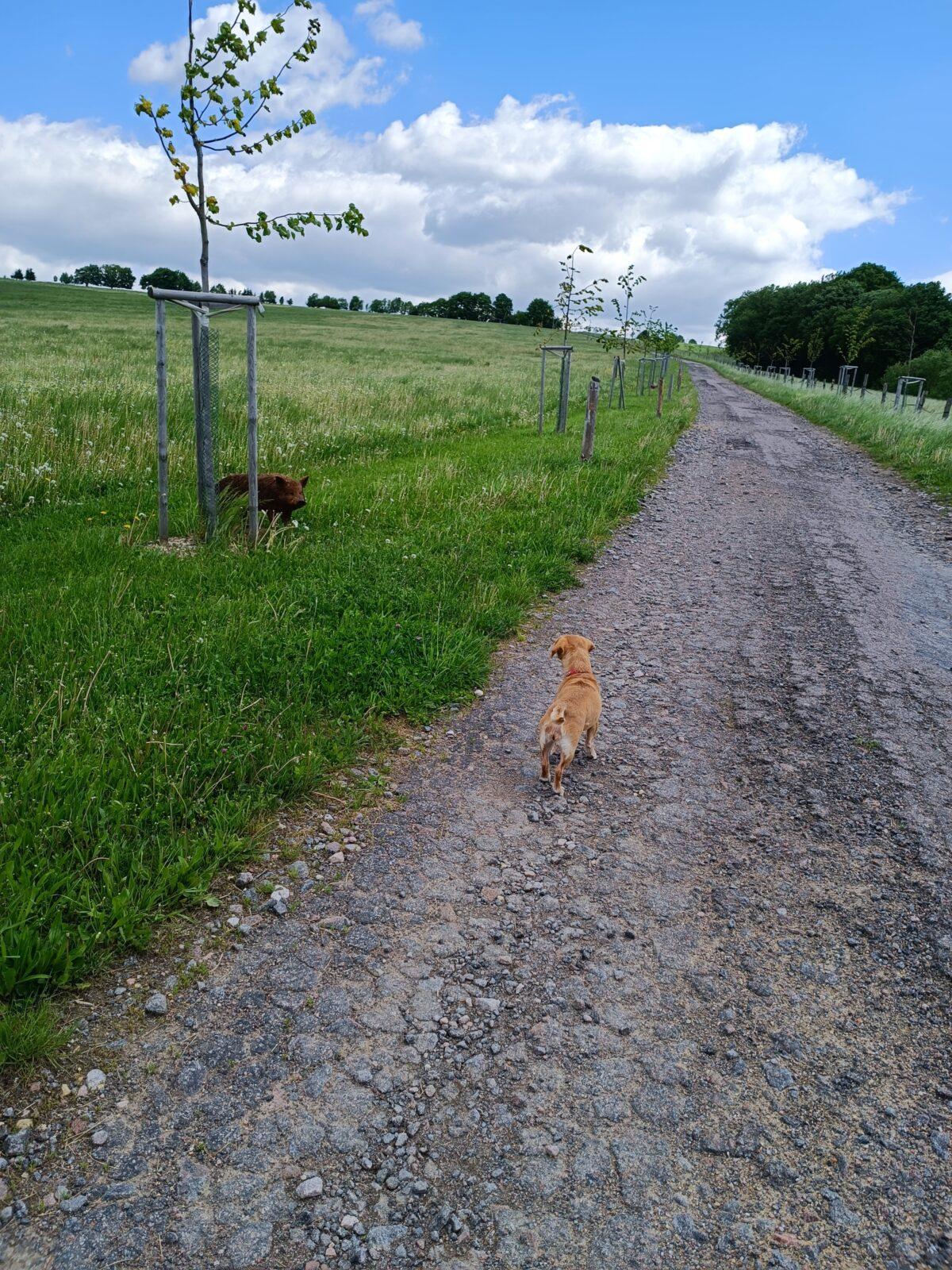 TLAPKY - České  Libchavy - 28