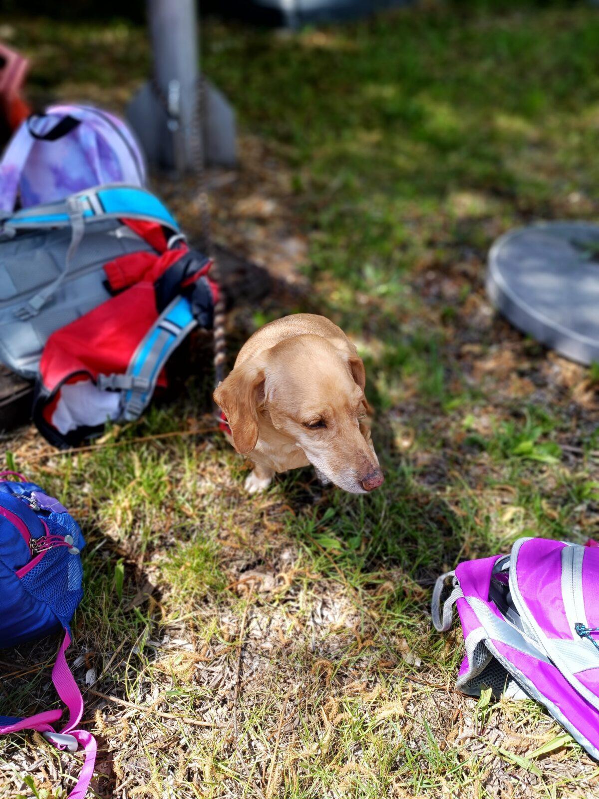 TLAPKY - České  Libchavy - 66