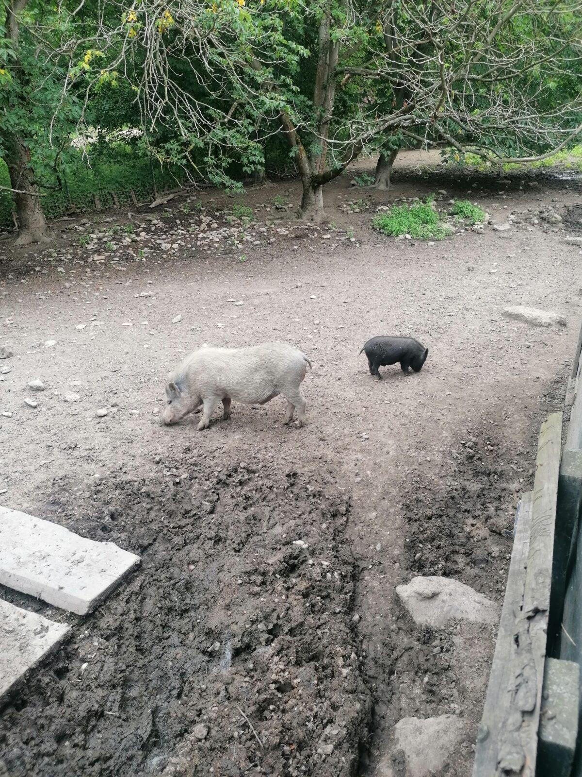 Výlet do Častolovic I. :-) - 42