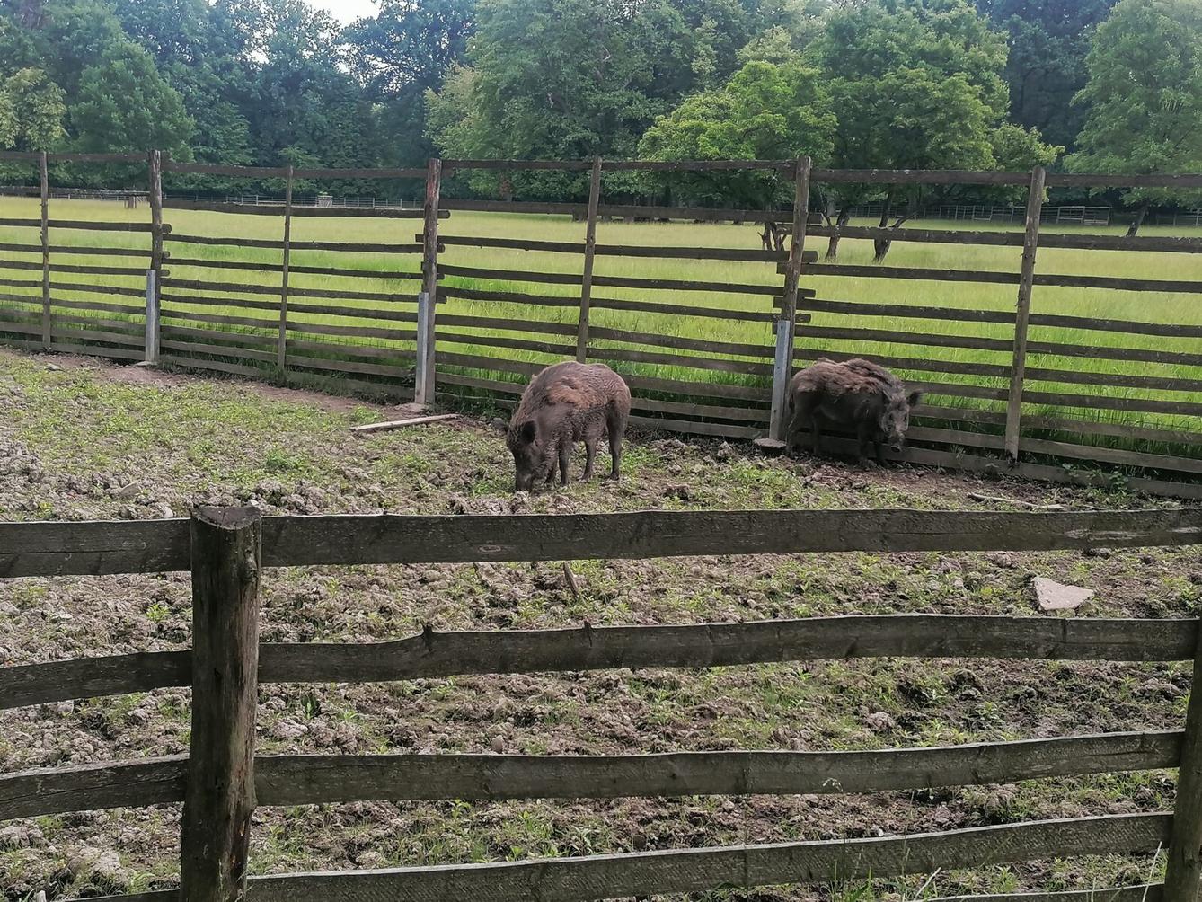 Výlet do Častolovic II. :-) - 20