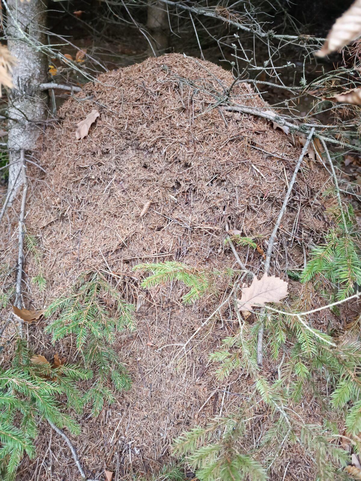 TLAPKY - říjen - 4