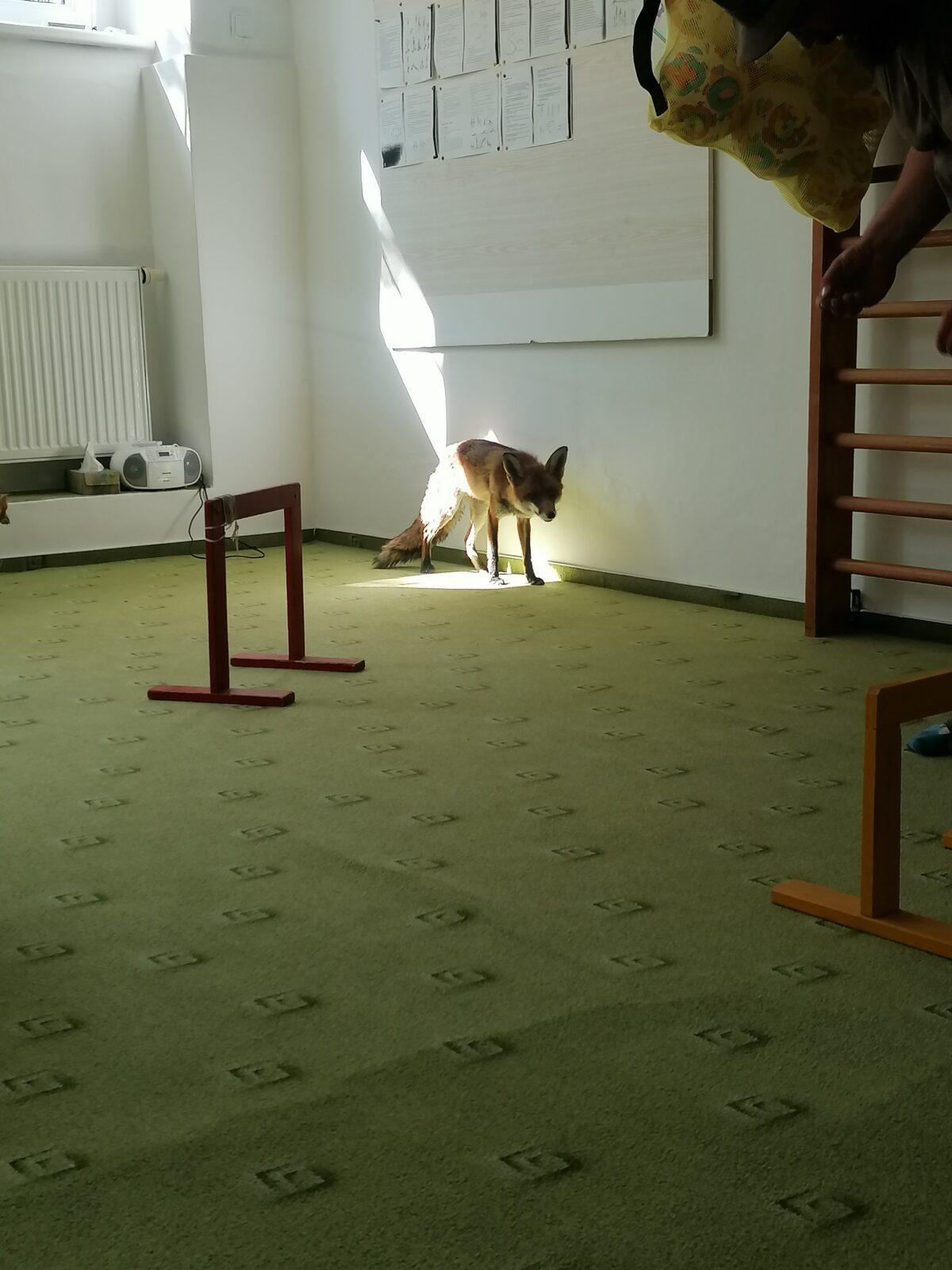 Liška COCO v MŠ :-) - 8