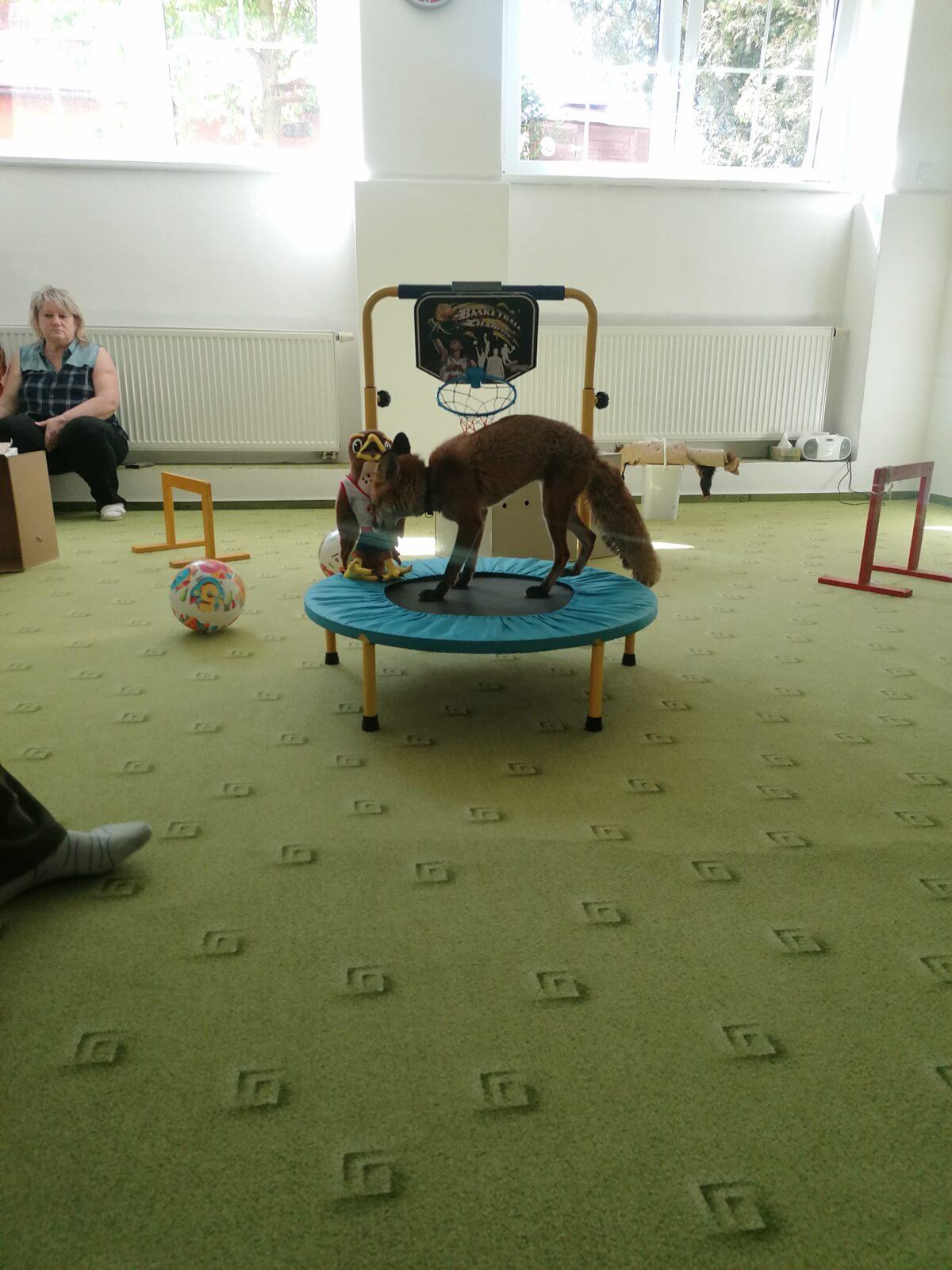 Liška COCO v MŠ :-) - 11